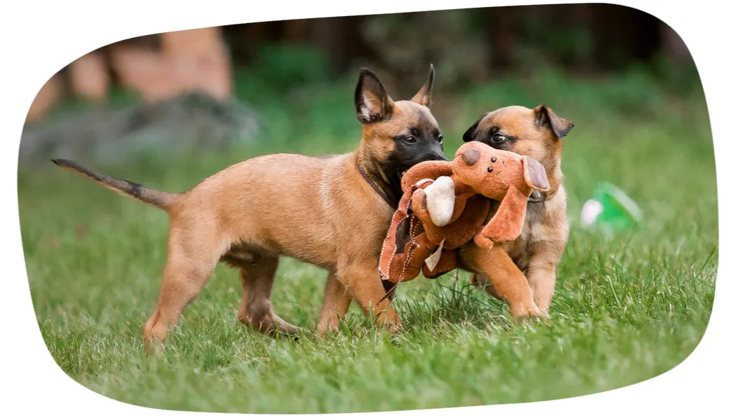 szczeniak bawi się zabawką