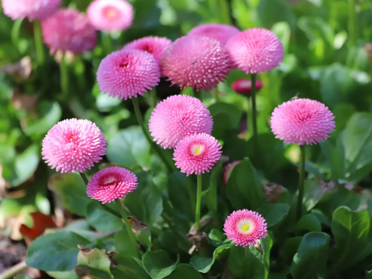 Kwitnące, różowe stokrotki w pełnym słońcu. Idealne miejsce, gdzie sadzić stokrotki, to słoneczny ogród.