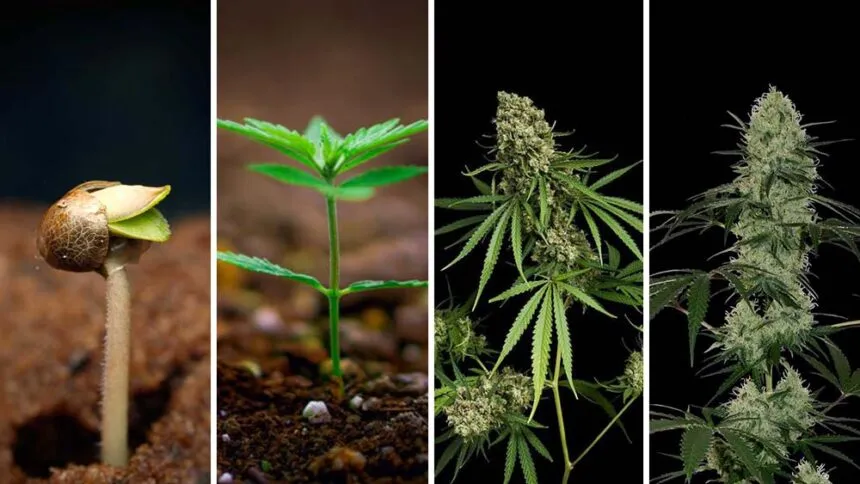 etapy wzrostu konopi na słońcu