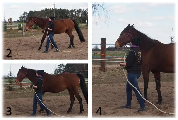 Koń prowadzony na kantarze i uwiązie