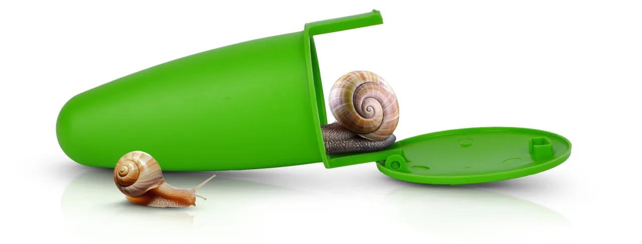 Ślimaki w szklarni na liściach sałaty