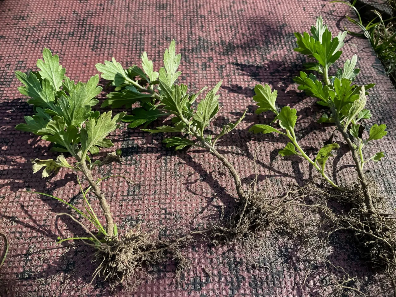 pobieranie sadzonek chryzantemy