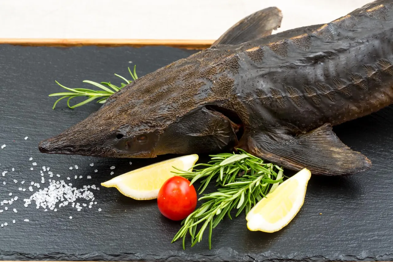 budowa jesiotra tarczki szkielet