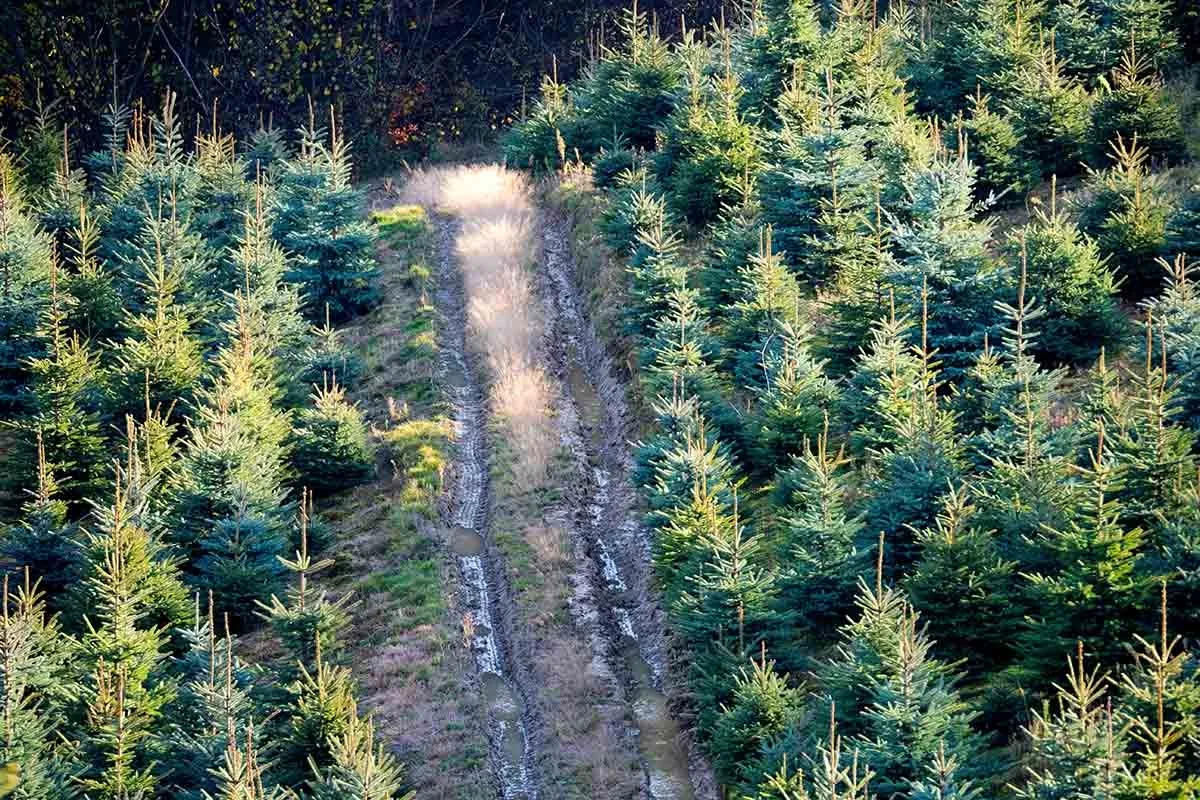 Młode choinki na plantacji, droga błotnista. Idealne miejsce, by zacząć realizować pomysł, jak założyć plantację choinek.