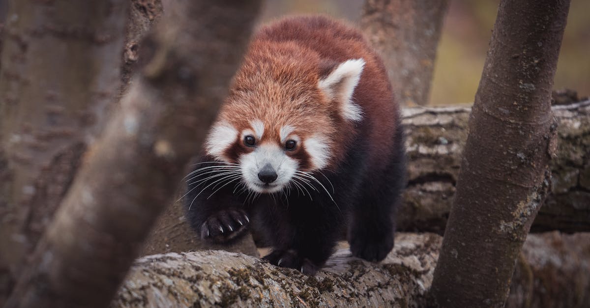 Pandy panda w polskich zoo - gdzie zobaczyć te urocze zwierzęta?
