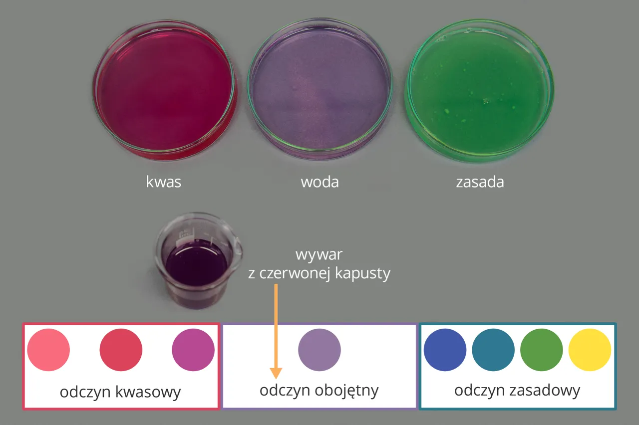 Skala kolorów wskaźnika pH z czerwonej kapusty