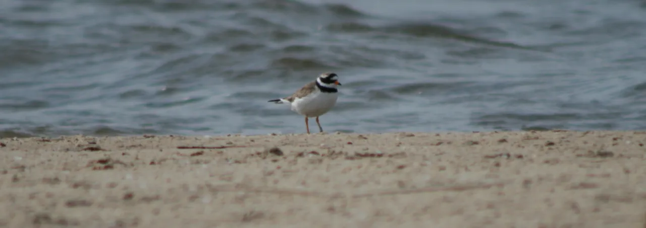 ptaki wodne bałtyku