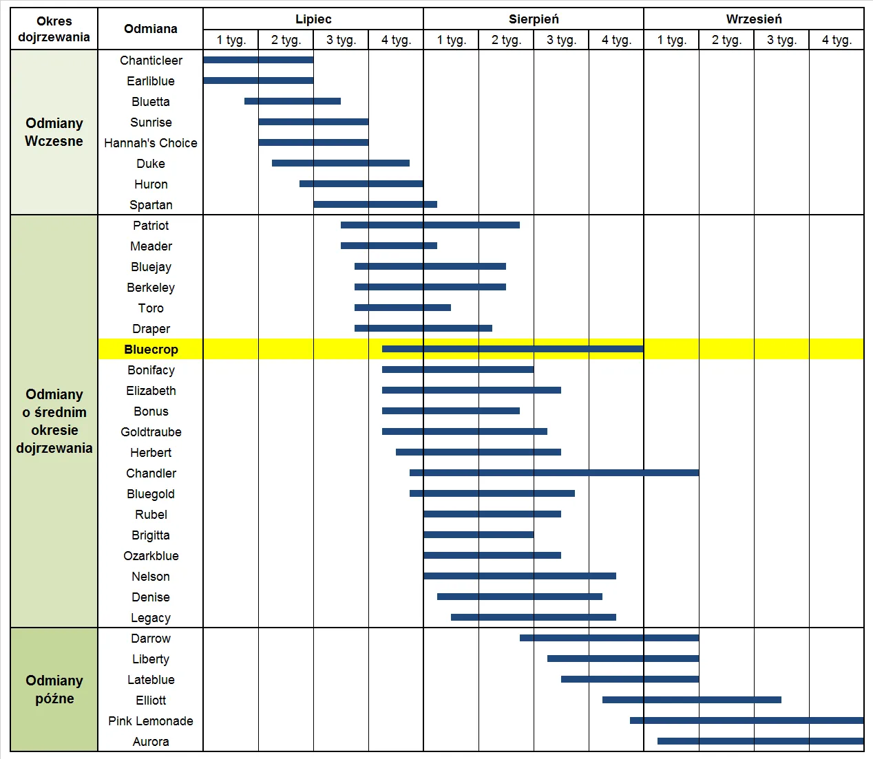różne odmiany borówki amerykańskiej