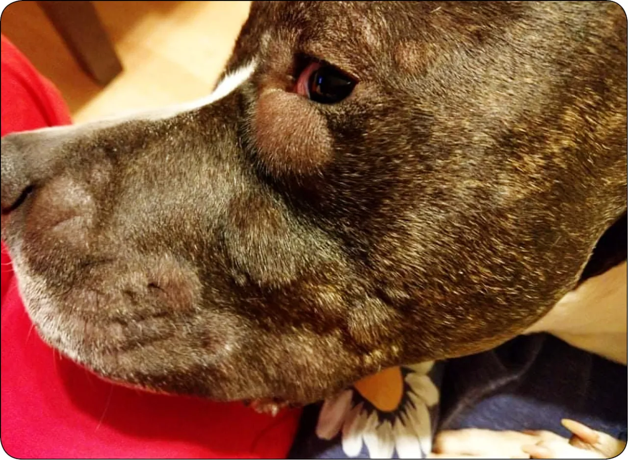 objawy ukąszenia żmii u psa opuchlizna