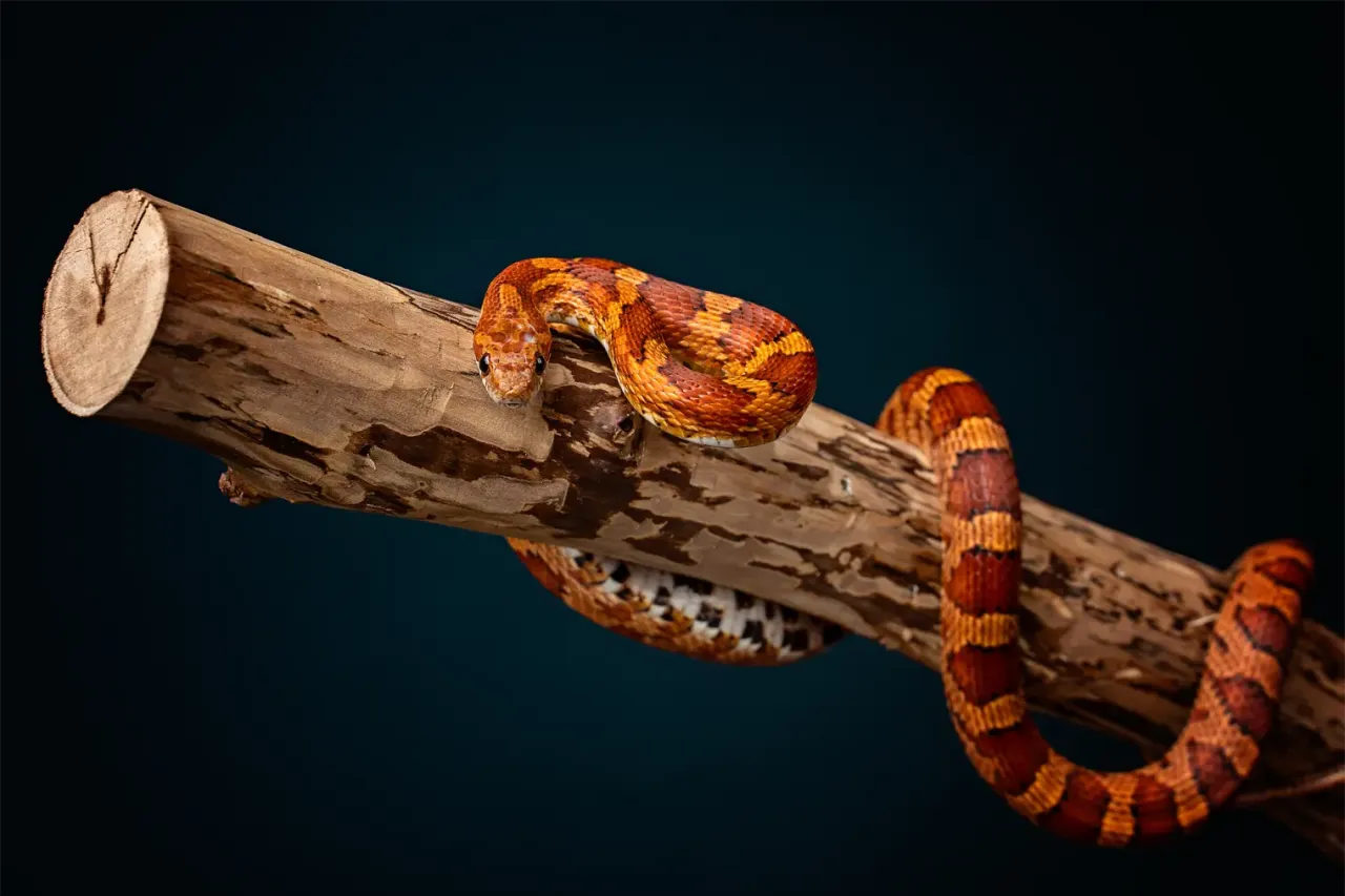 Wąż zbożowy w terrarium z termometrem