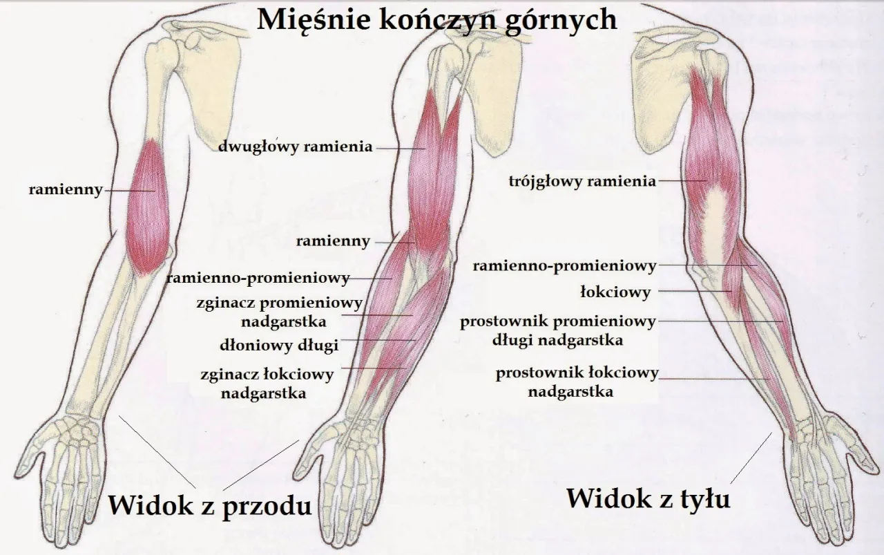 Anatomia mięśnia tr&oacute;jgłowego ramienia
