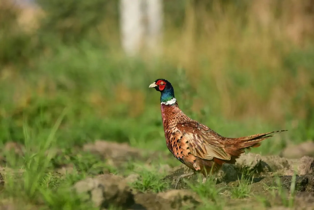 Kolorowy bażant, co odstrzela myśliwy, stoi na ziemi wśród zielonej trawy.