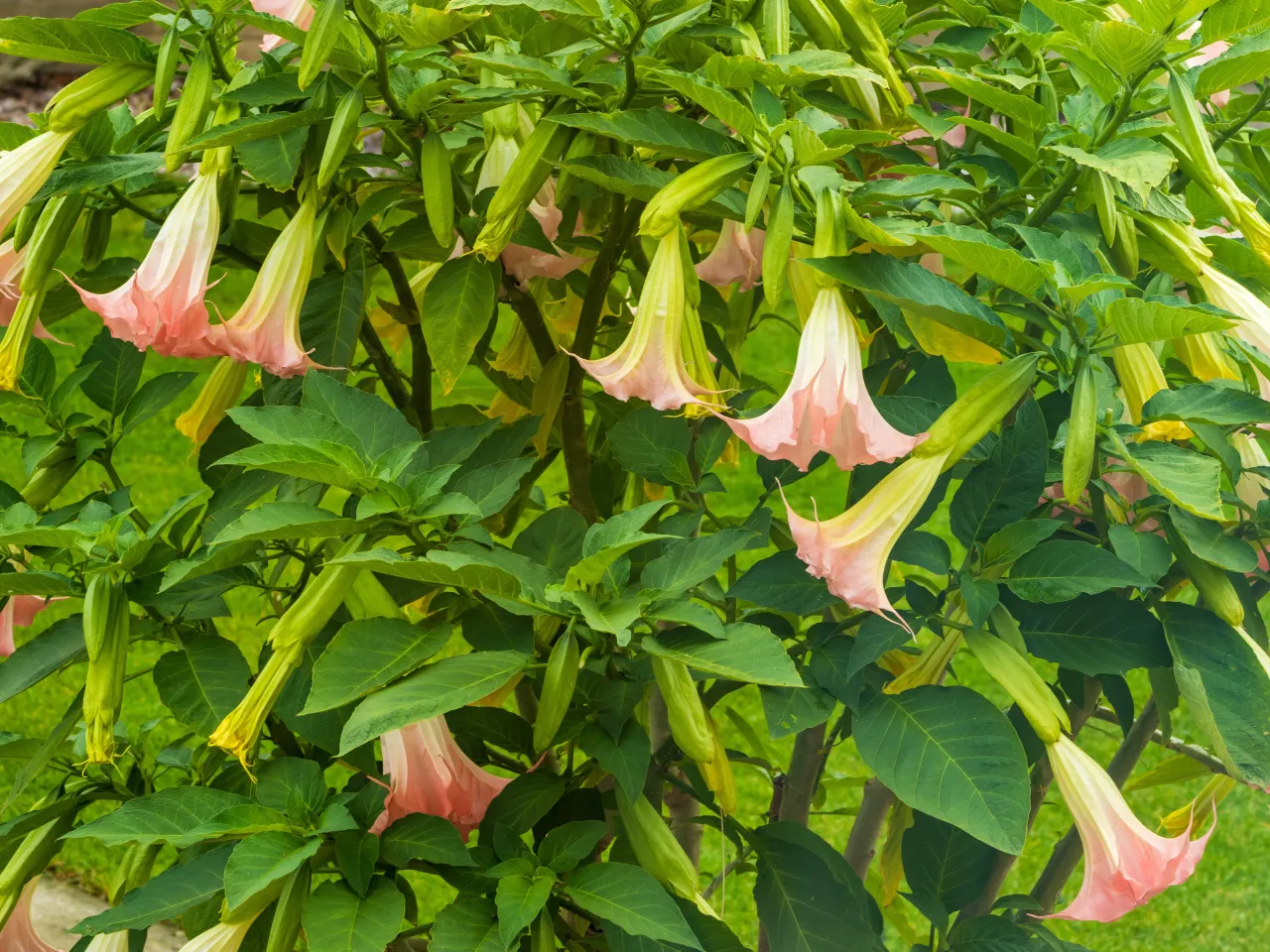 Kwitnąca datura z r&oacute;żowymi trąbkami kwiat&oacute;w. Zastanawiasz się, czy datura przezimuje w gruncie?