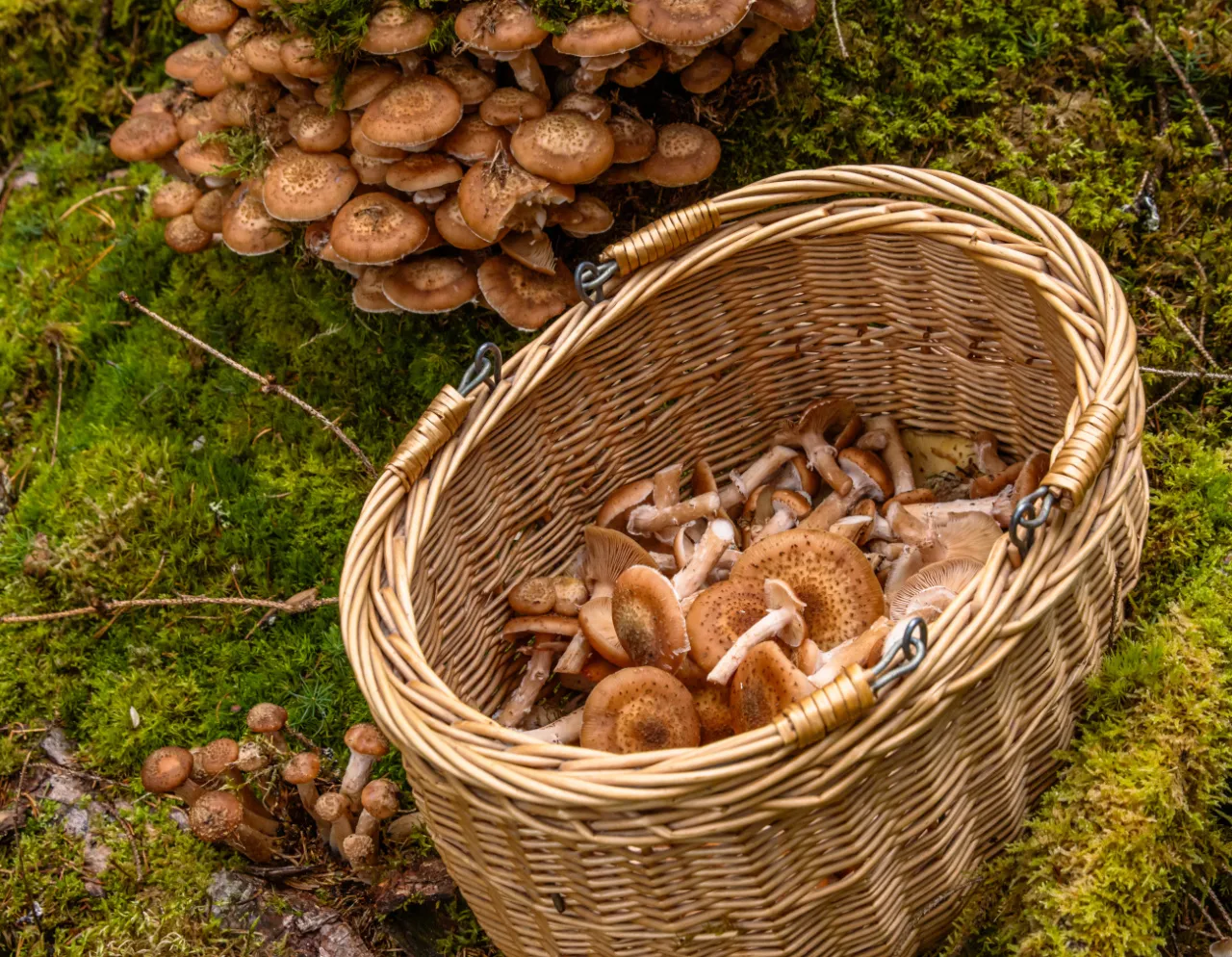 Opieńki zebrane w lesie, kosz grzybów, selekcja opieniek