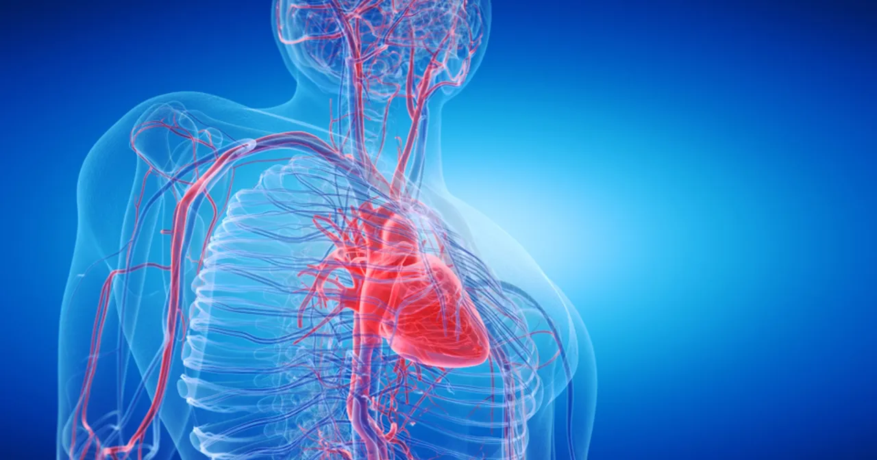 Serce i naczynia krwionośne, gdzie kończy się aorta. Milionerzy mogliby podziwiać ten widok, gdyby mieli dostęp do tak szczeg&oacute;łowej anatomii.