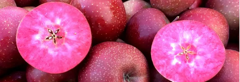 przekrojone jabłko z widocznymi pestkami i miąższem