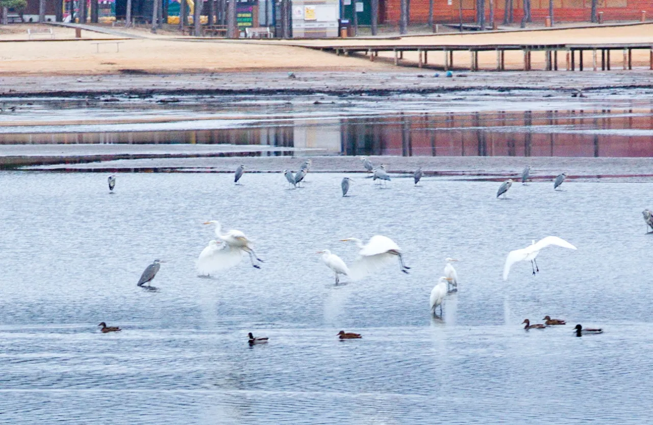 Wiele czapli i kaczek pływa w wodzie, co może sugerować, że czaple zimują w Polsce.