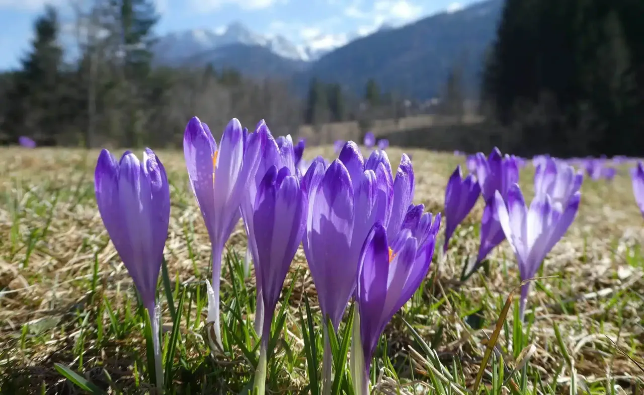 Dolina Chochołowska maj szlak krokusy