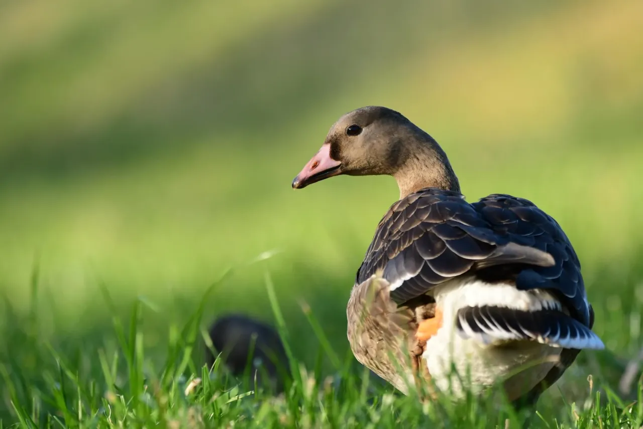 Gęś w trawie, czujna, by nie stać się tym, co odstrzela myśliwy.