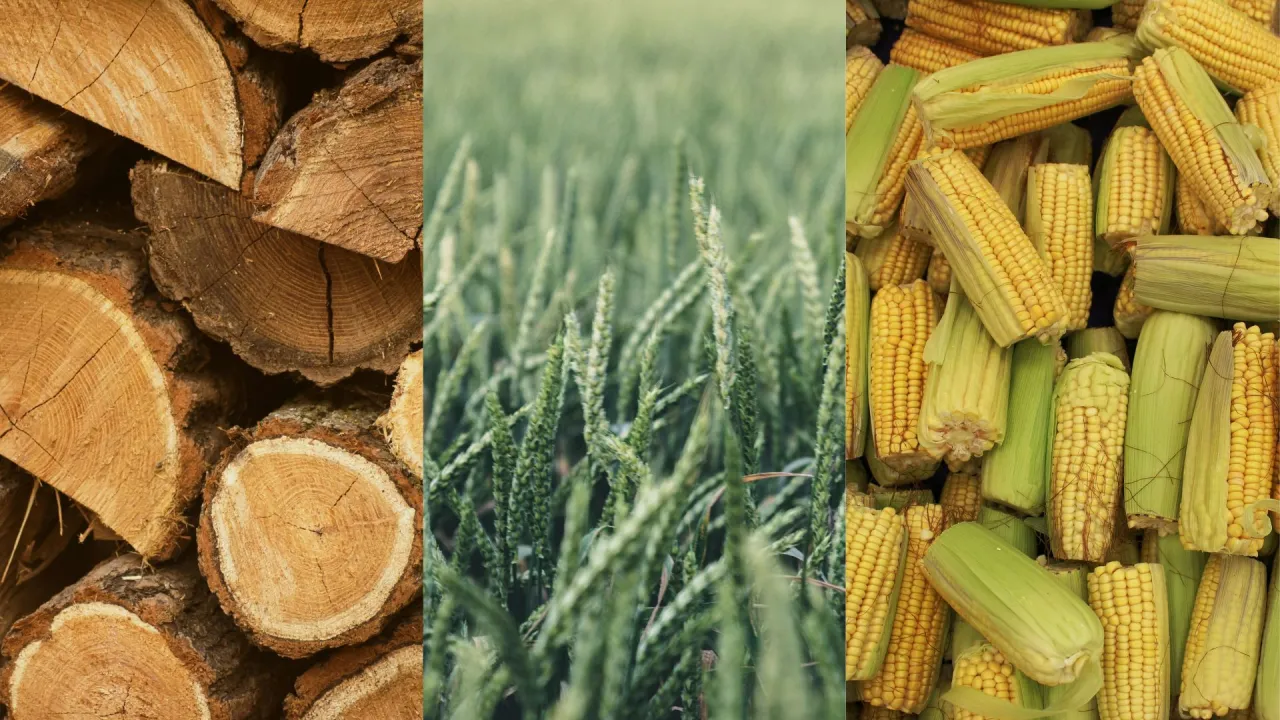 Drewno, pszenica i kukurydza &ndash; surowce do produkcji energii biomasy.