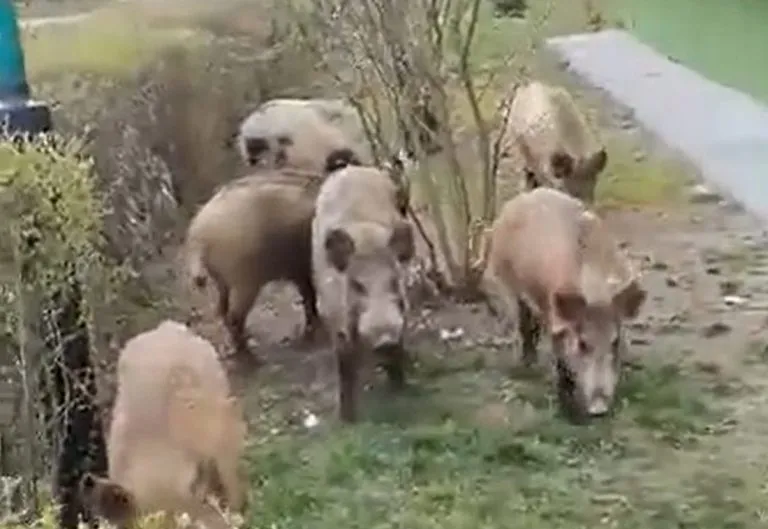 dzik na osiedlu spotkanie