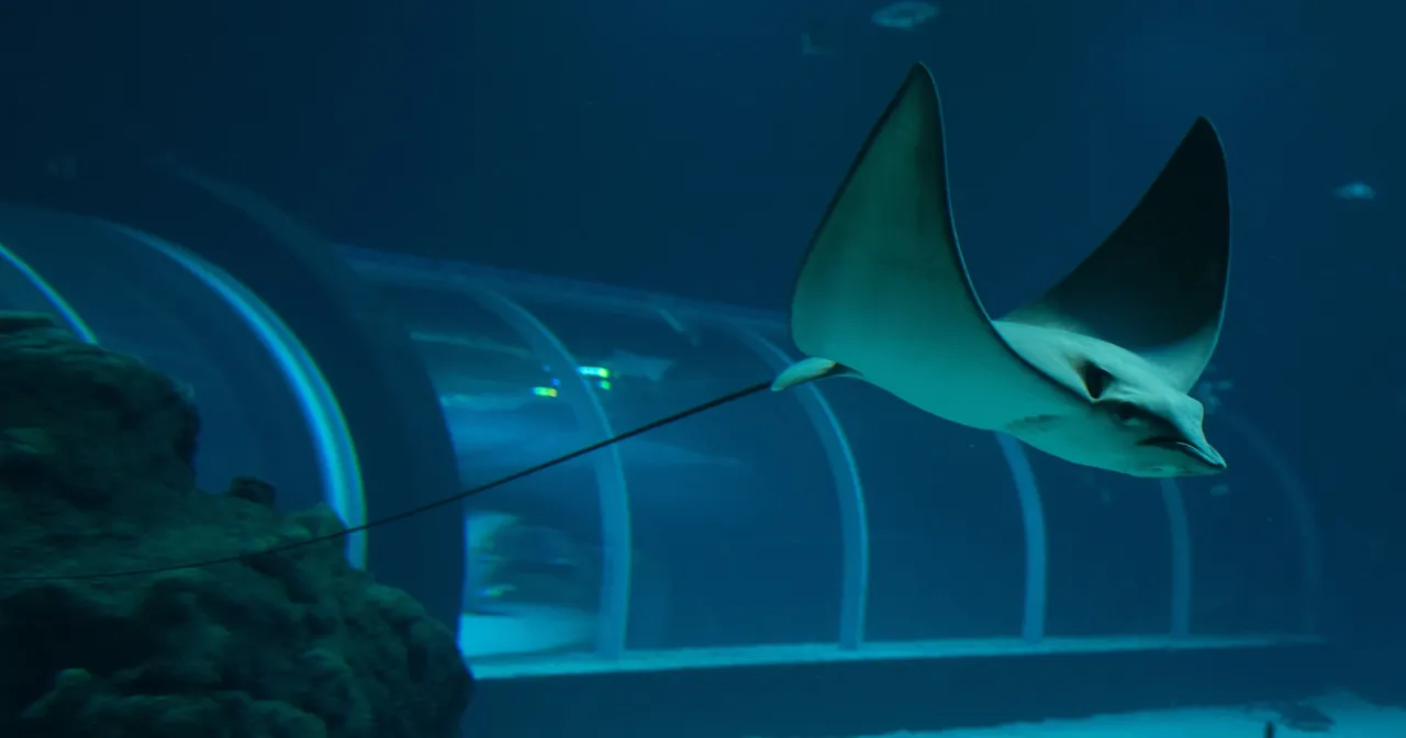 Płaszczka płynie w tunelu, gdzie jest największe oceanarium w Polsce.