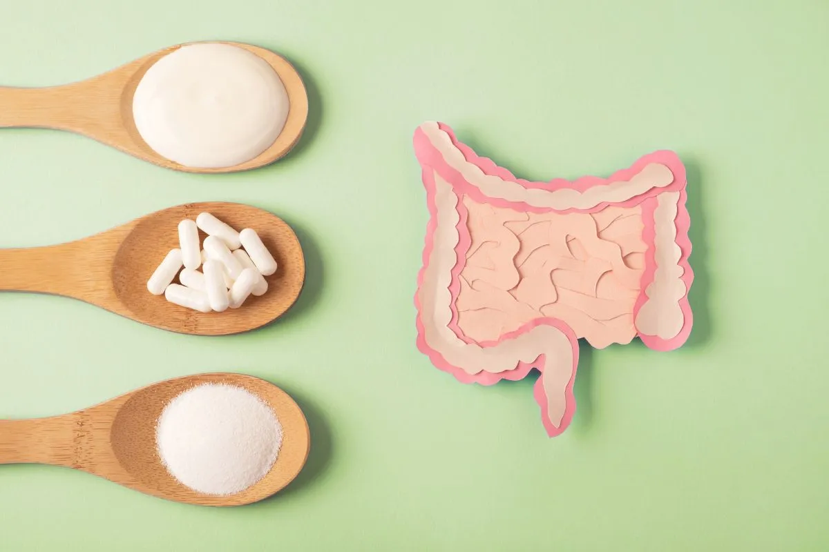 budowa jelit probiotyki