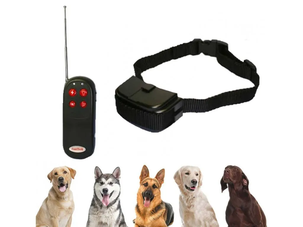 Akcesoria do tresury psa w domu