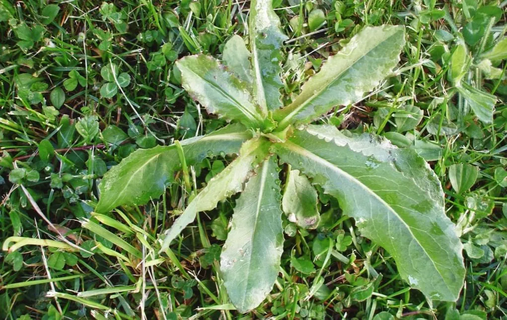 rośliny trujące dla koni