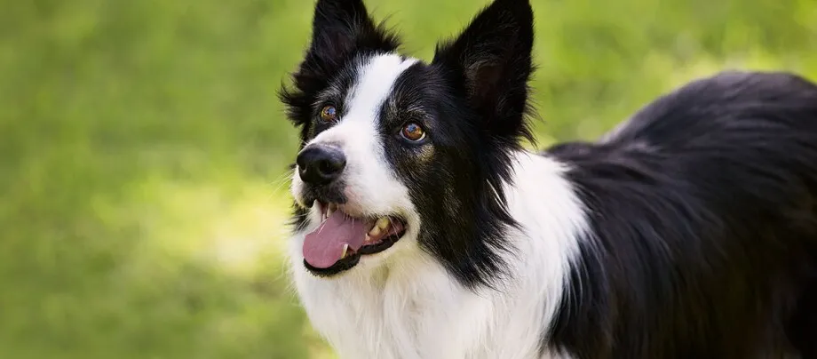 różne typy sierści psów