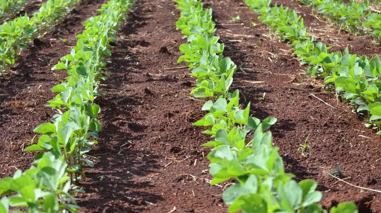 zdrowa gleba pod uprawę soi