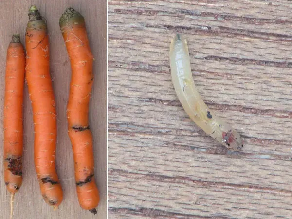 połyśnica marchwianka ochrona