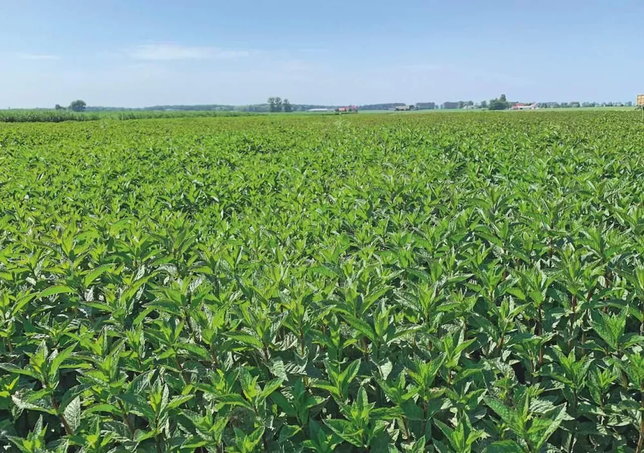 Pole mięty, kt&oacute;re pokazuje, co opłaca się uprawiać na 1 ha. W tle widać budynki gospodarcze i drzewa.