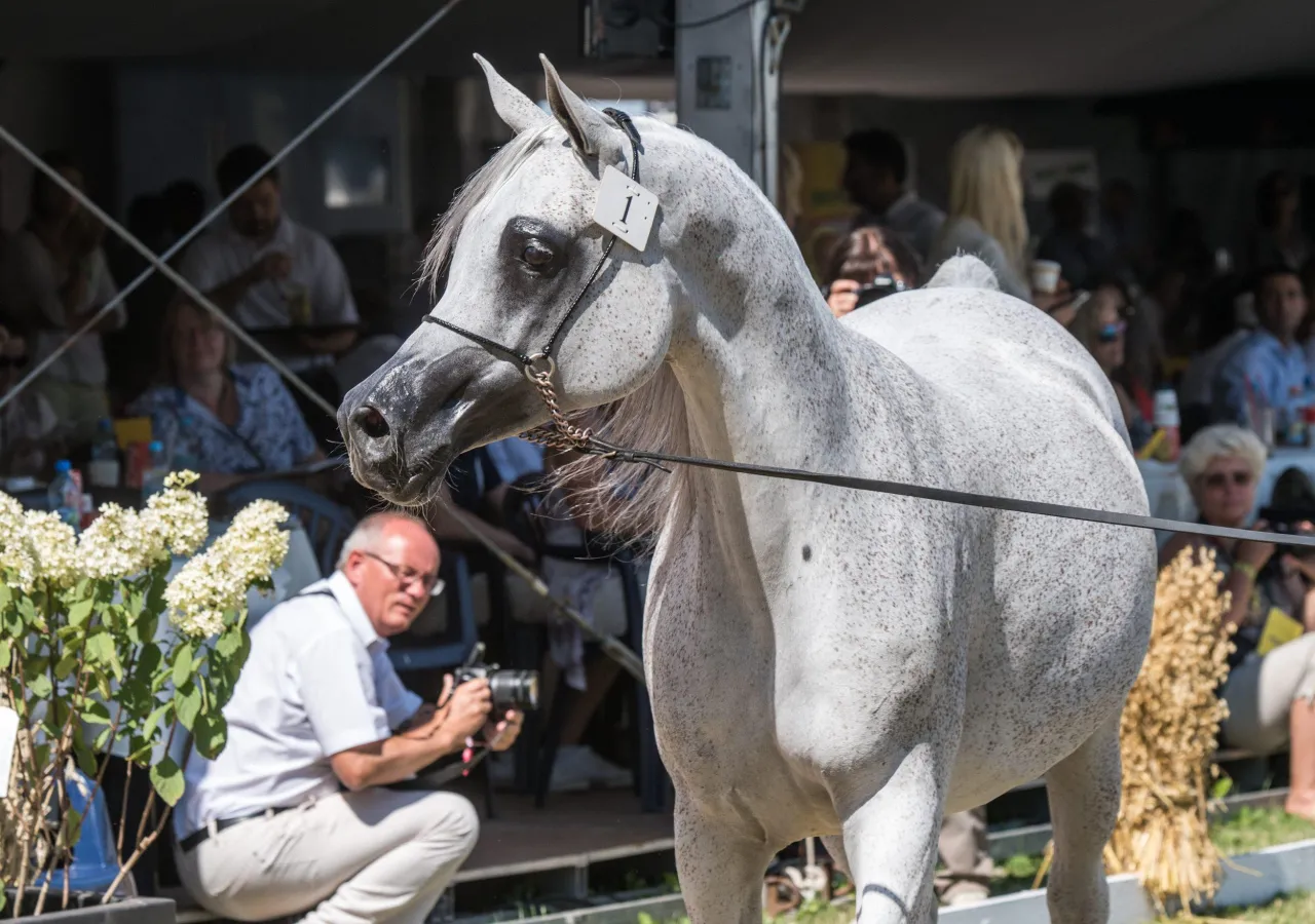 Konie arabskie Janów Podlaski