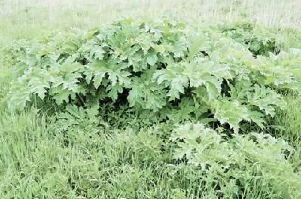 Pierwsza pomoc zatrucie rośliną