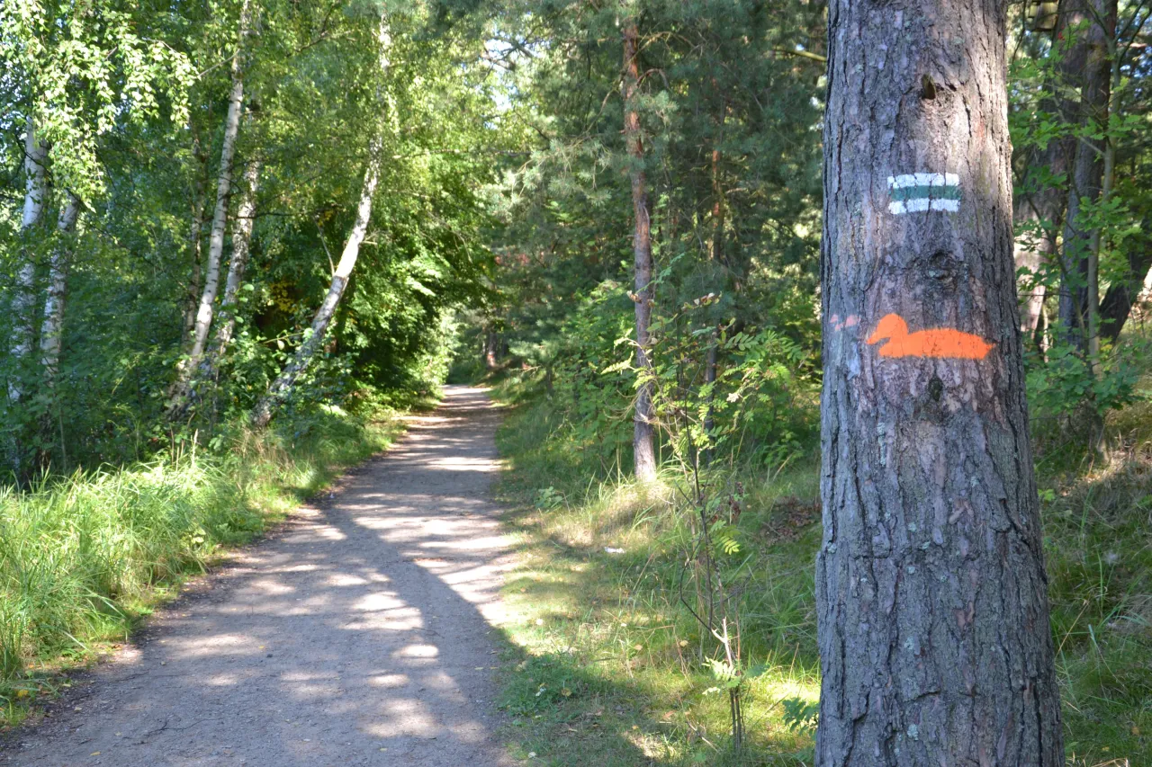 Ścieżka przez las w rezerwacie przyrody ptasi raj. Na drzewie pomarańczowy symbol kaczki i biało-zielone oznaczenie szlaku.
