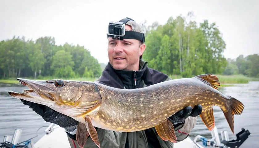 Wędkarz łowiący szczupaka z brzegu długa wędka