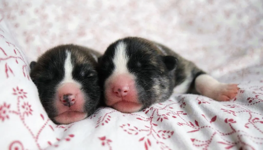 śpiący 8-tygodniowy szczeniak