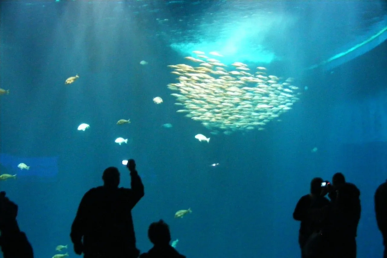 Ozeaneum Stralsund z zewnątrz