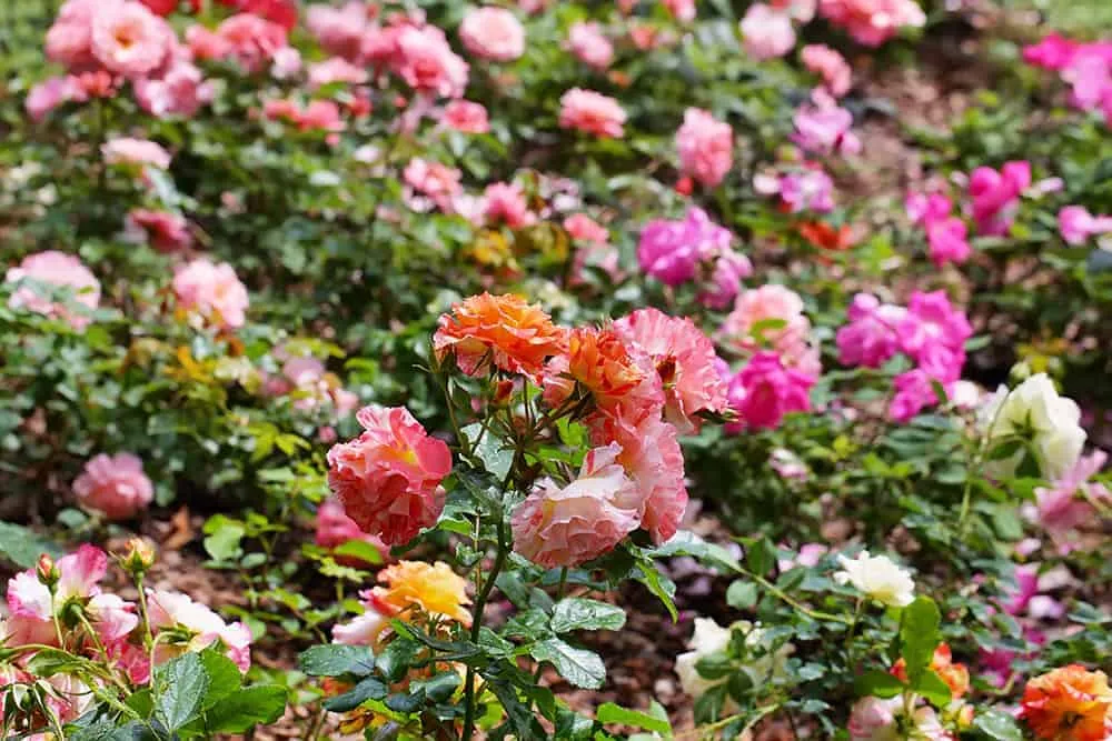 róże rabatowe sadzenie jesień