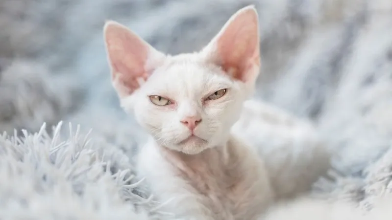 Zdjęcie Biały Devon Rex: Cechy, pielęgnacja i gdzie go znaleźć