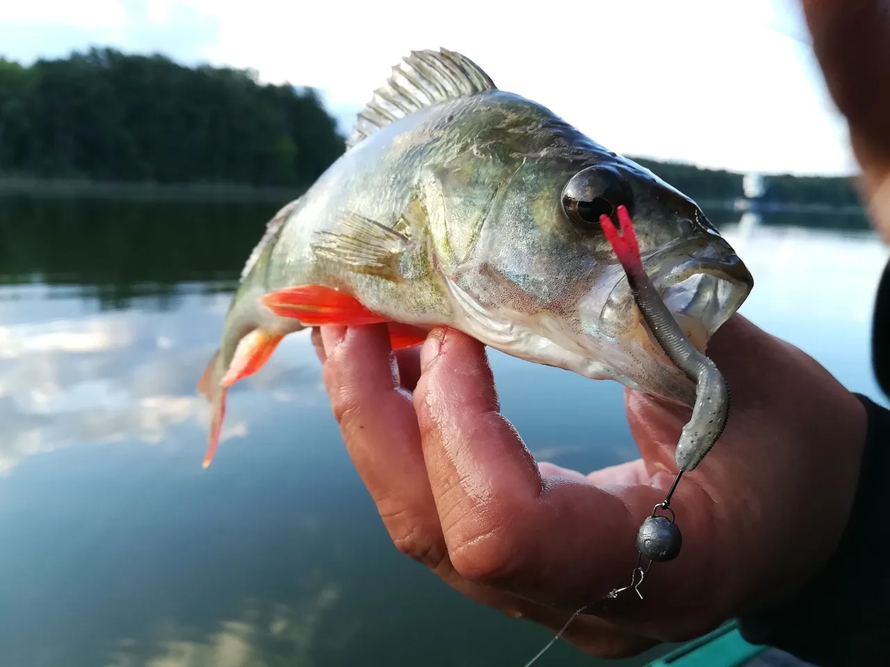 Okoń złowiony na spinning, z przynętą w pysku. Pokazuje, jak złowić okonia na spinning.