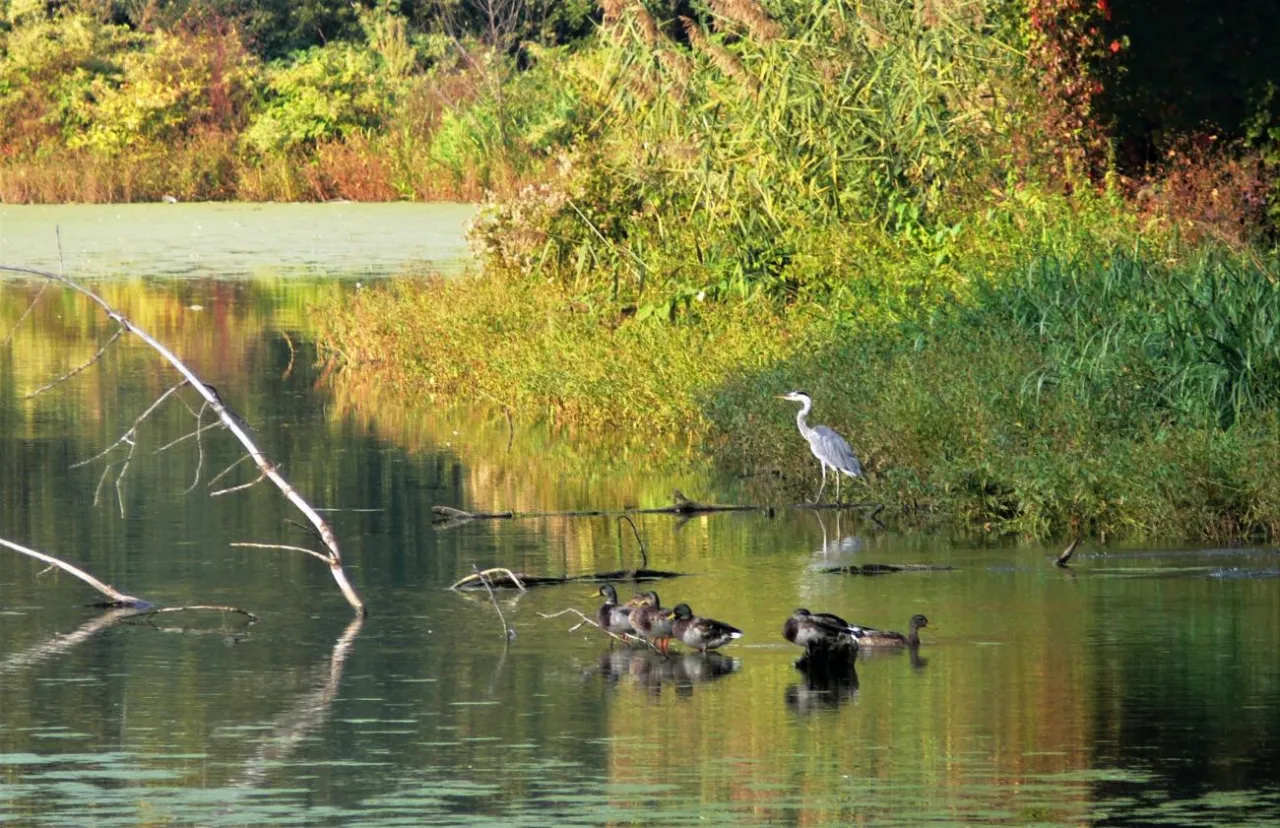 Czapi czapla i kaczki w spokojnej wodzie, otoczone bujną roślinnością. To piękny widok z rezerwatu przyrody Wisła.