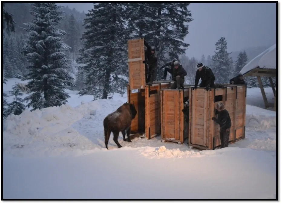 Zagroda Pokazowa Żubrów Muczne