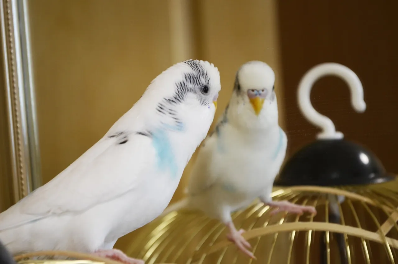 papużka falista w domu