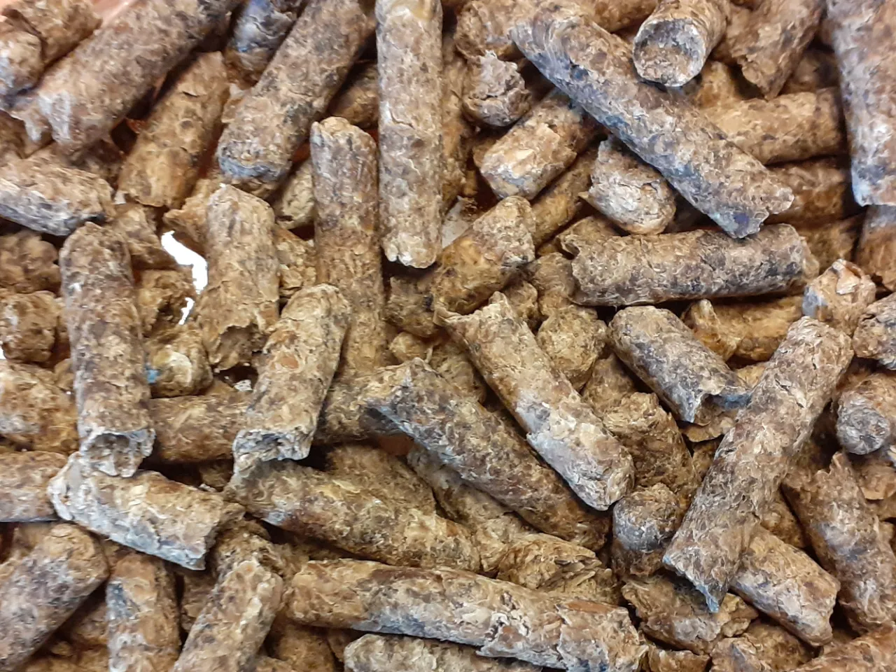 Mokre wysłodki buraczane dla kr&oacute;w mlecznych, tworzące gęstą, brązową masę.