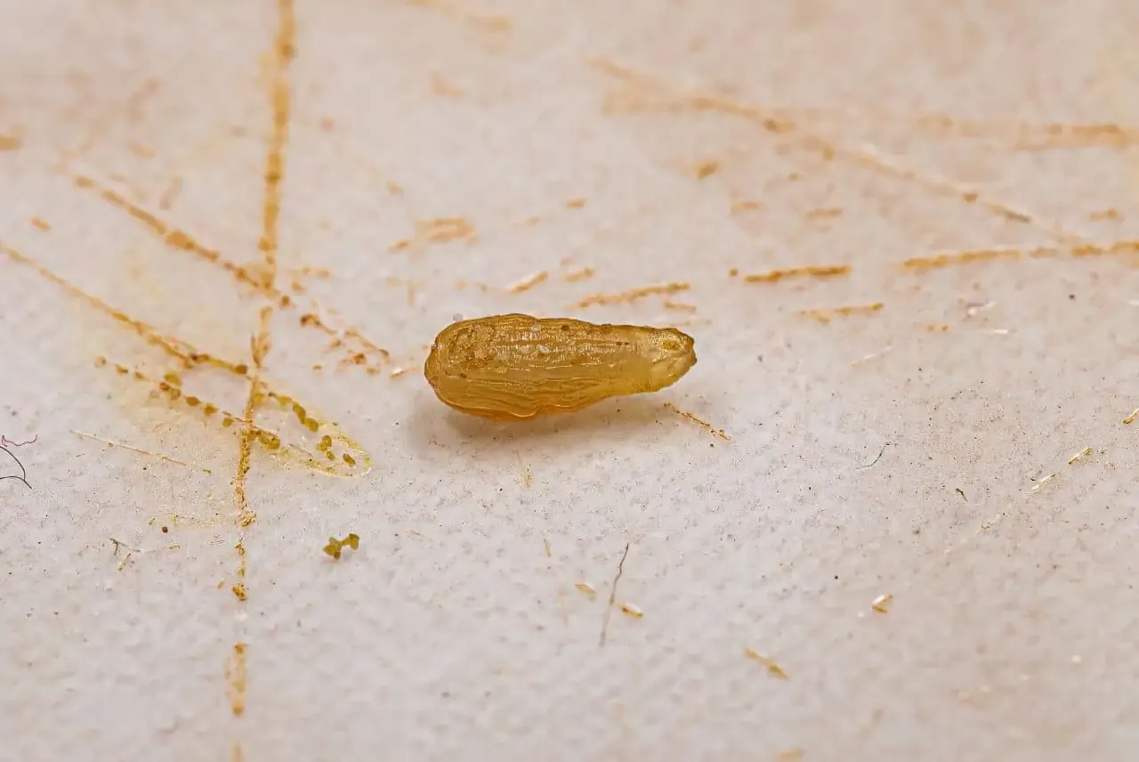 Szczeniak z robakiem, zagrożenia dla szczeniąt