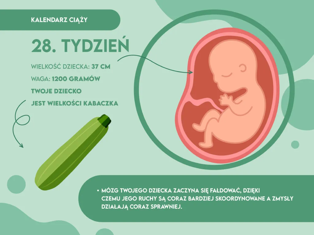 Rozwój płodu 28 tydzień ciąży