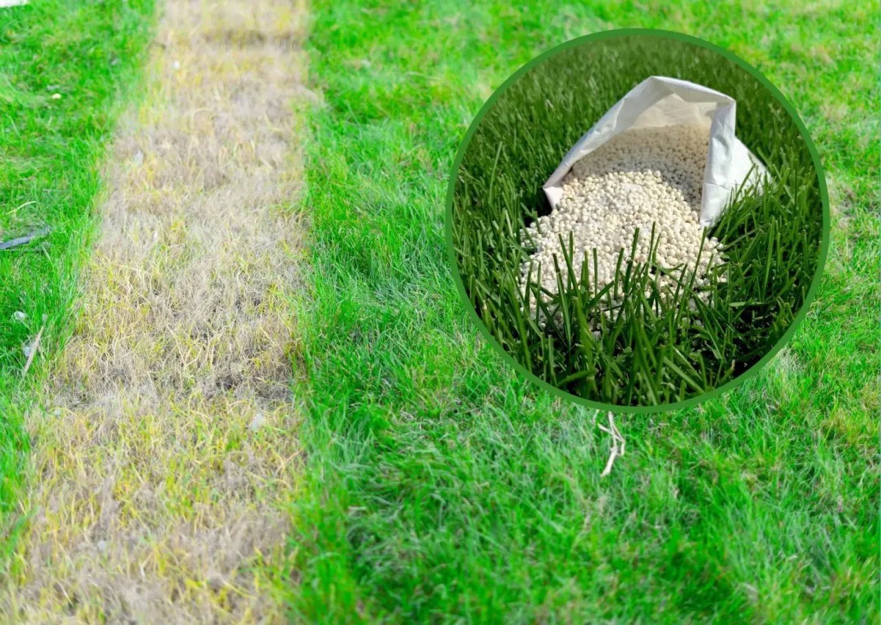 Kiedy nawozimy trawnik, widzimy kontrast między żółtą, uschniętą trawą a zieloną, zdrową. W okręgu worek z nawozem.