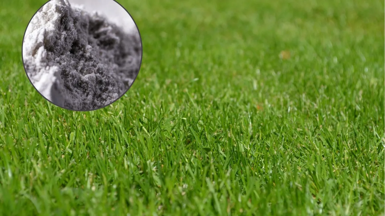 kalendarz stosowania mączki bazaltowej na trawnik